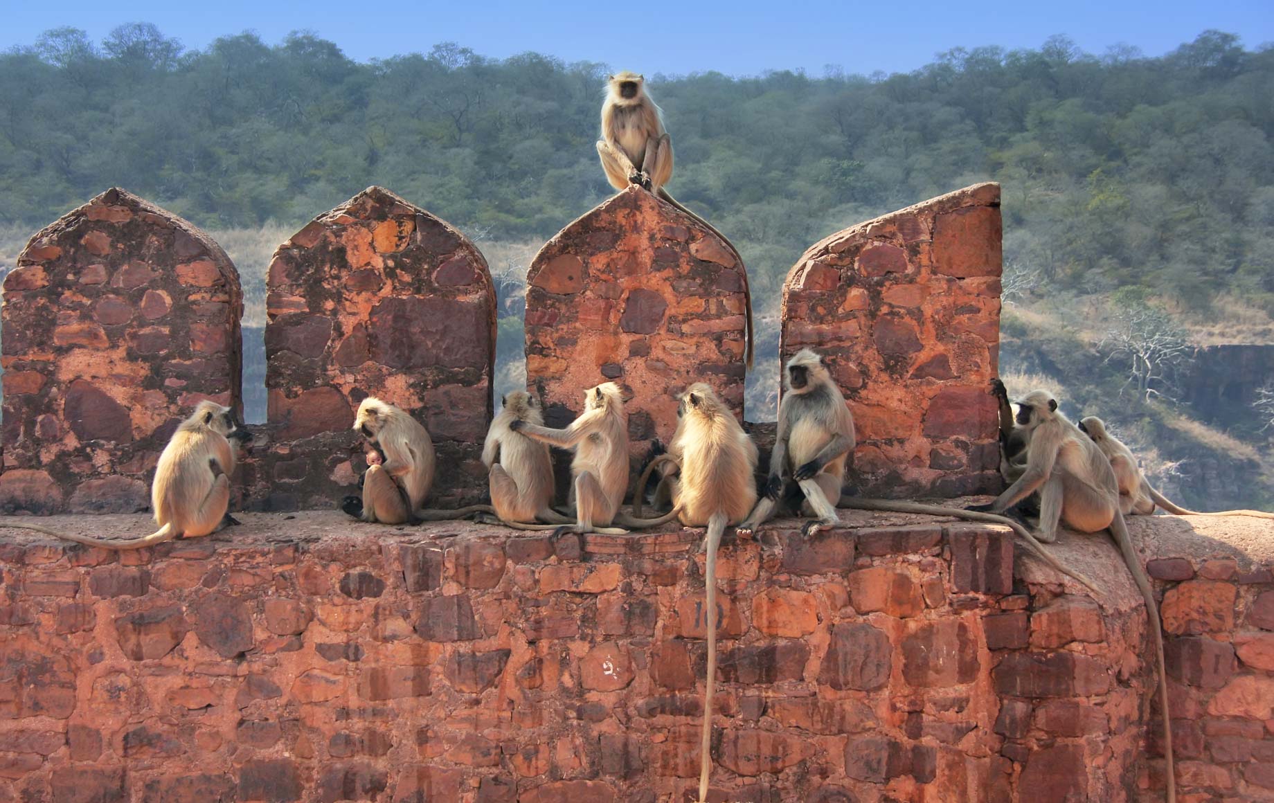Monkeys in Ranthambore