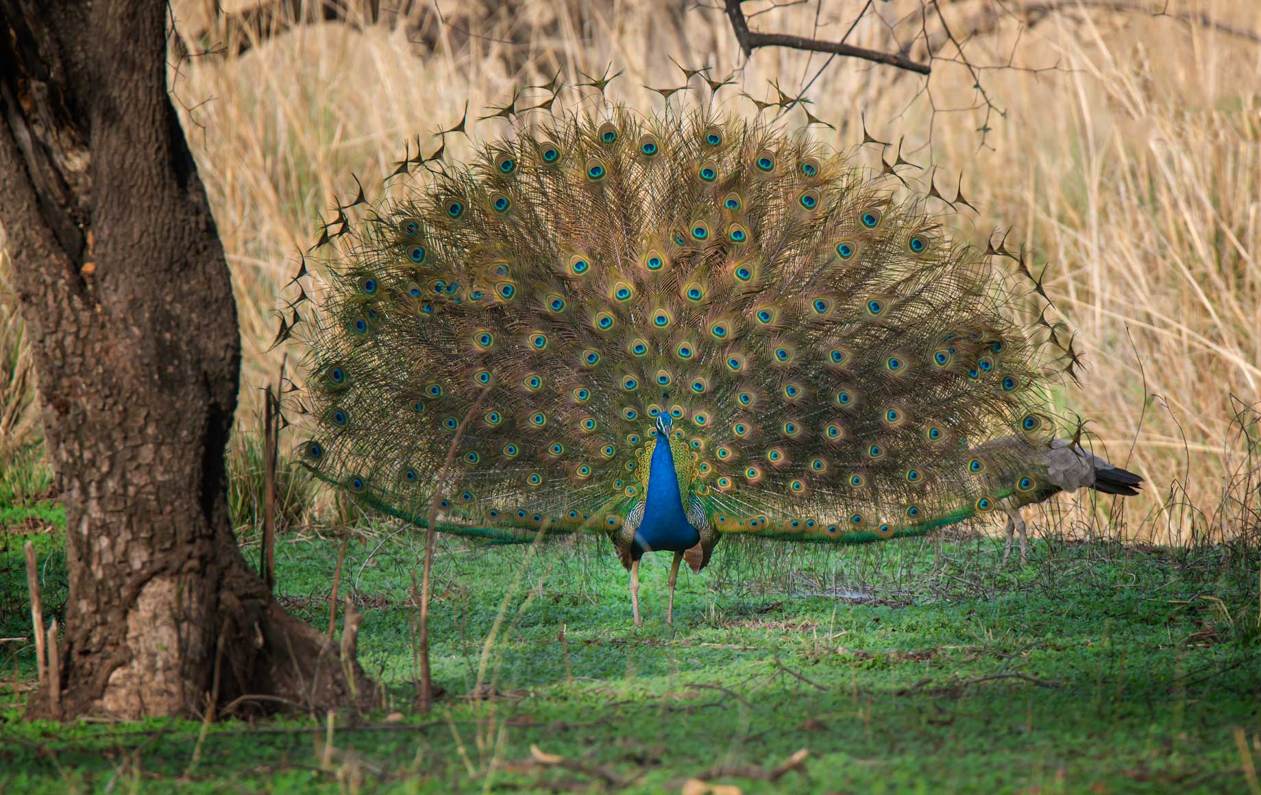 Dancing peacock in Ranthamore National Park