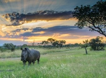 Rhino roaming around during sunset