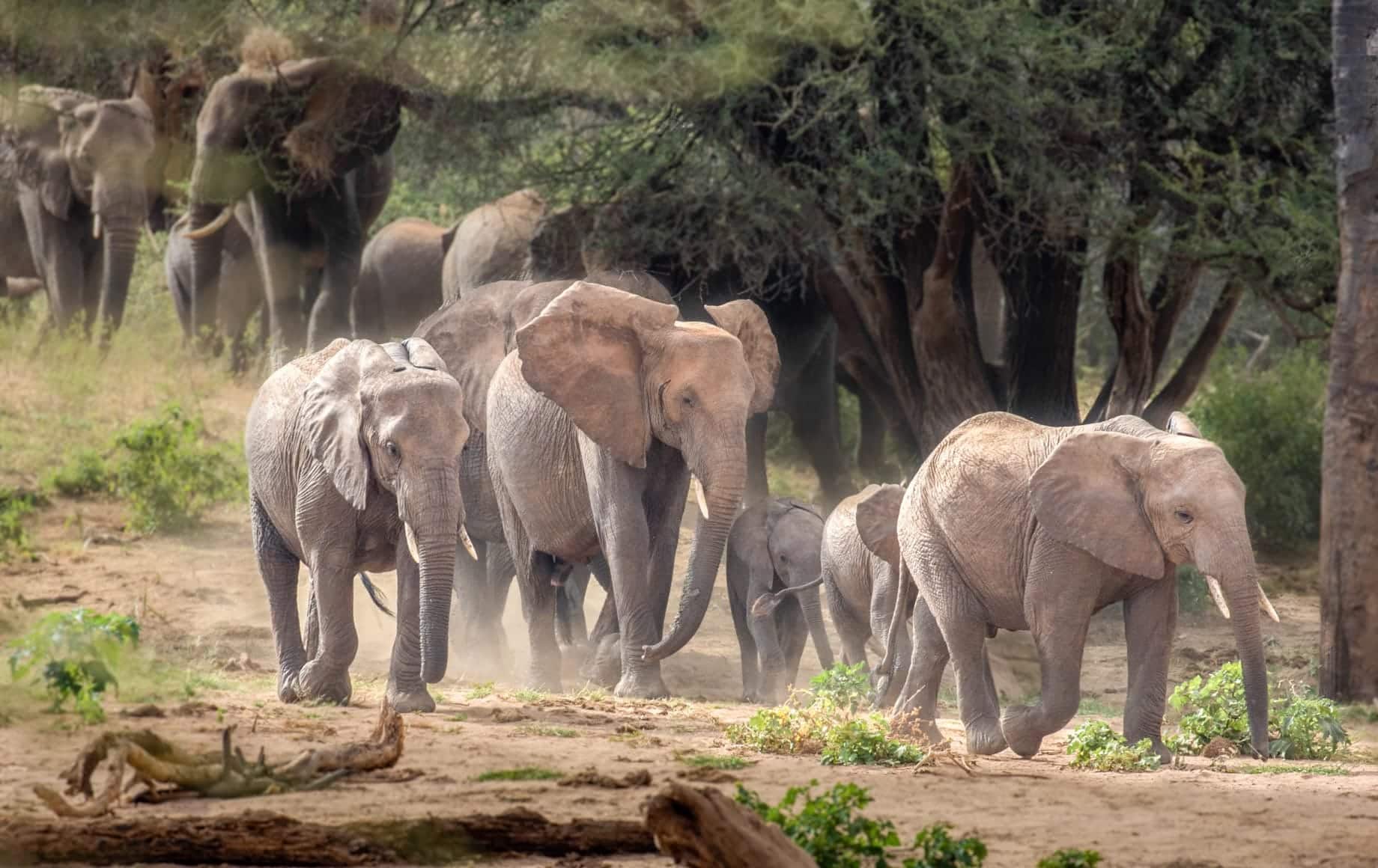 Family of elephants strolling at Samburu National Reserve