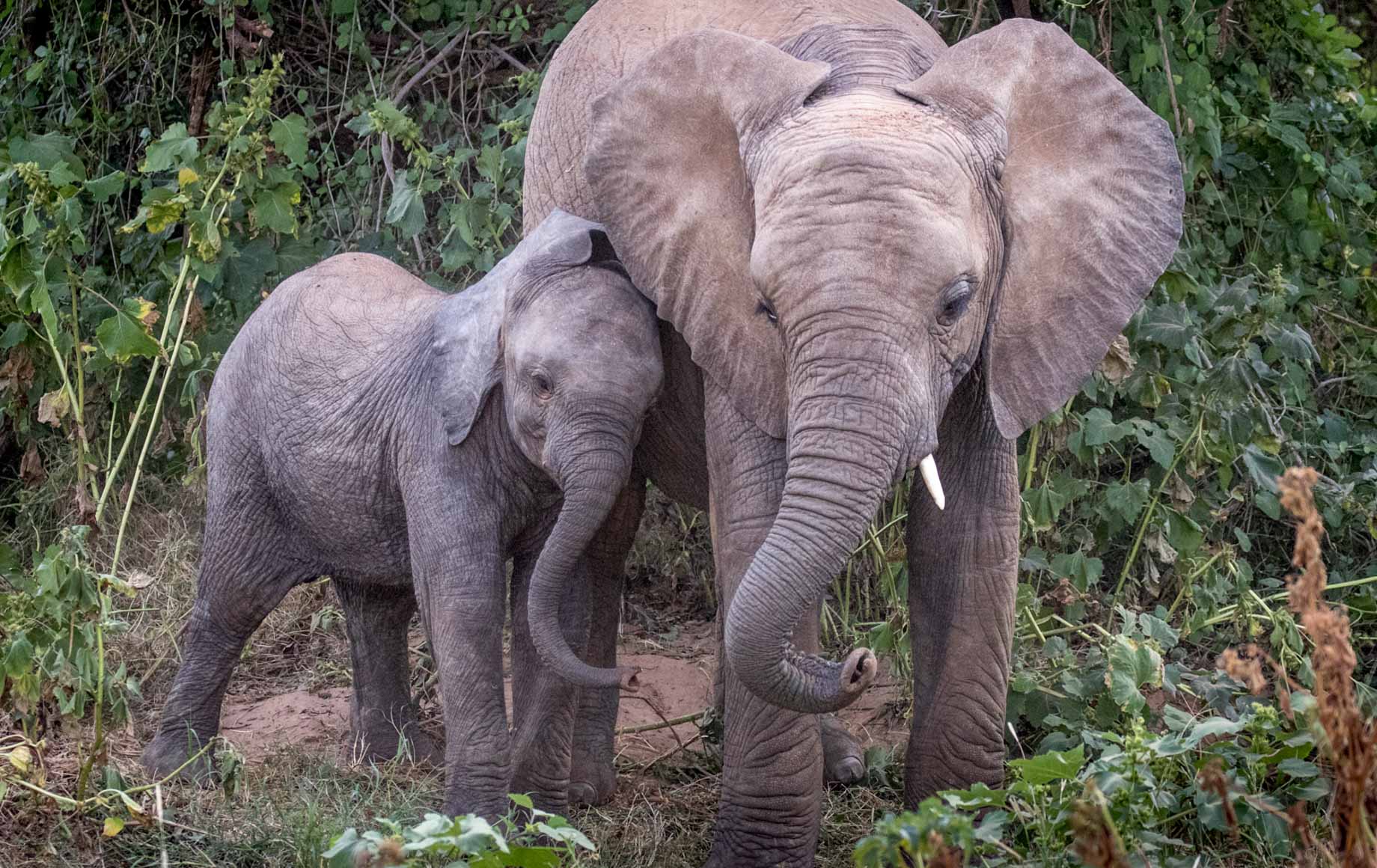 Baby elephant cuddling with older elephant at Samburu National Reserve