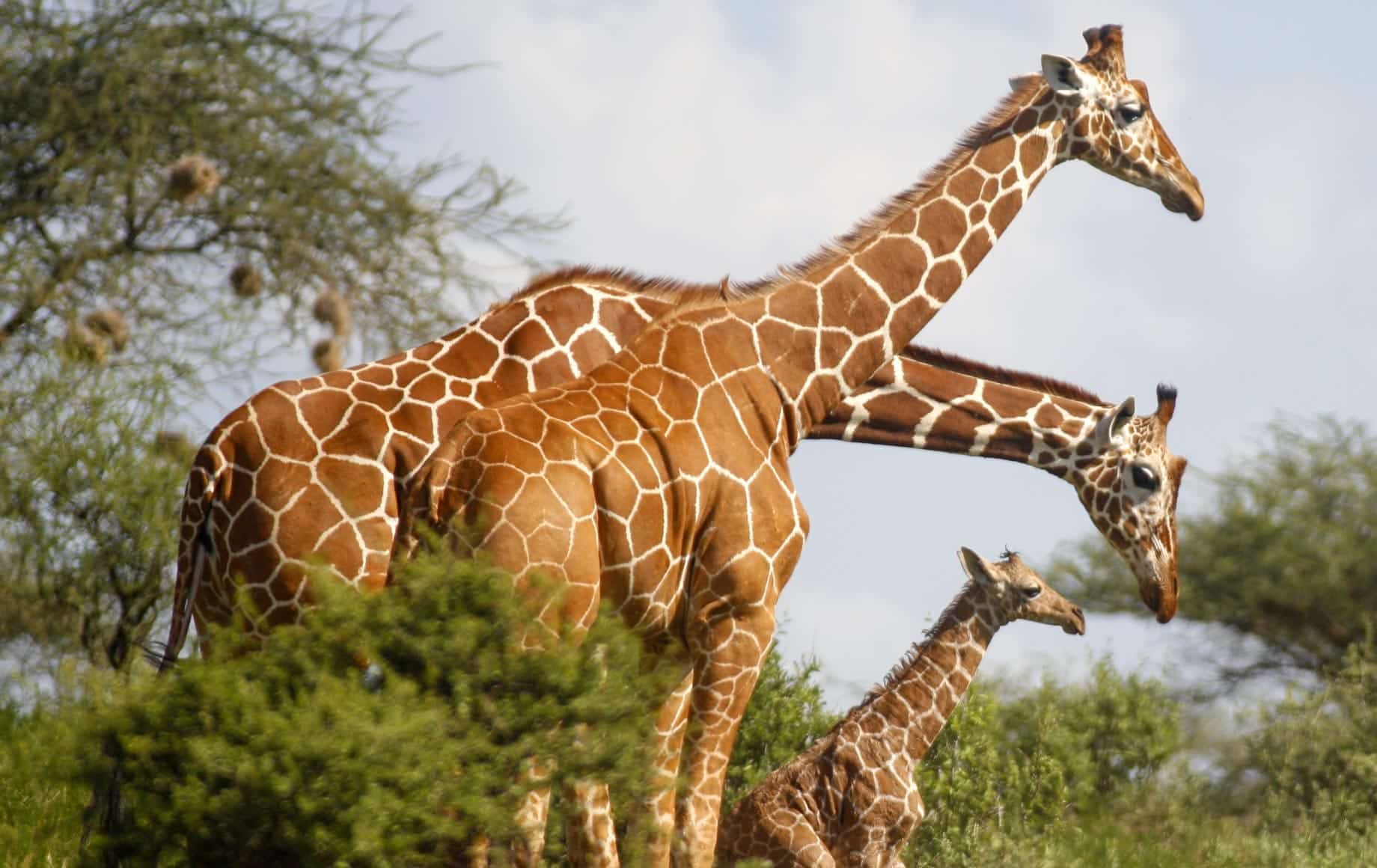 Giraffes at Samburu National Reserve