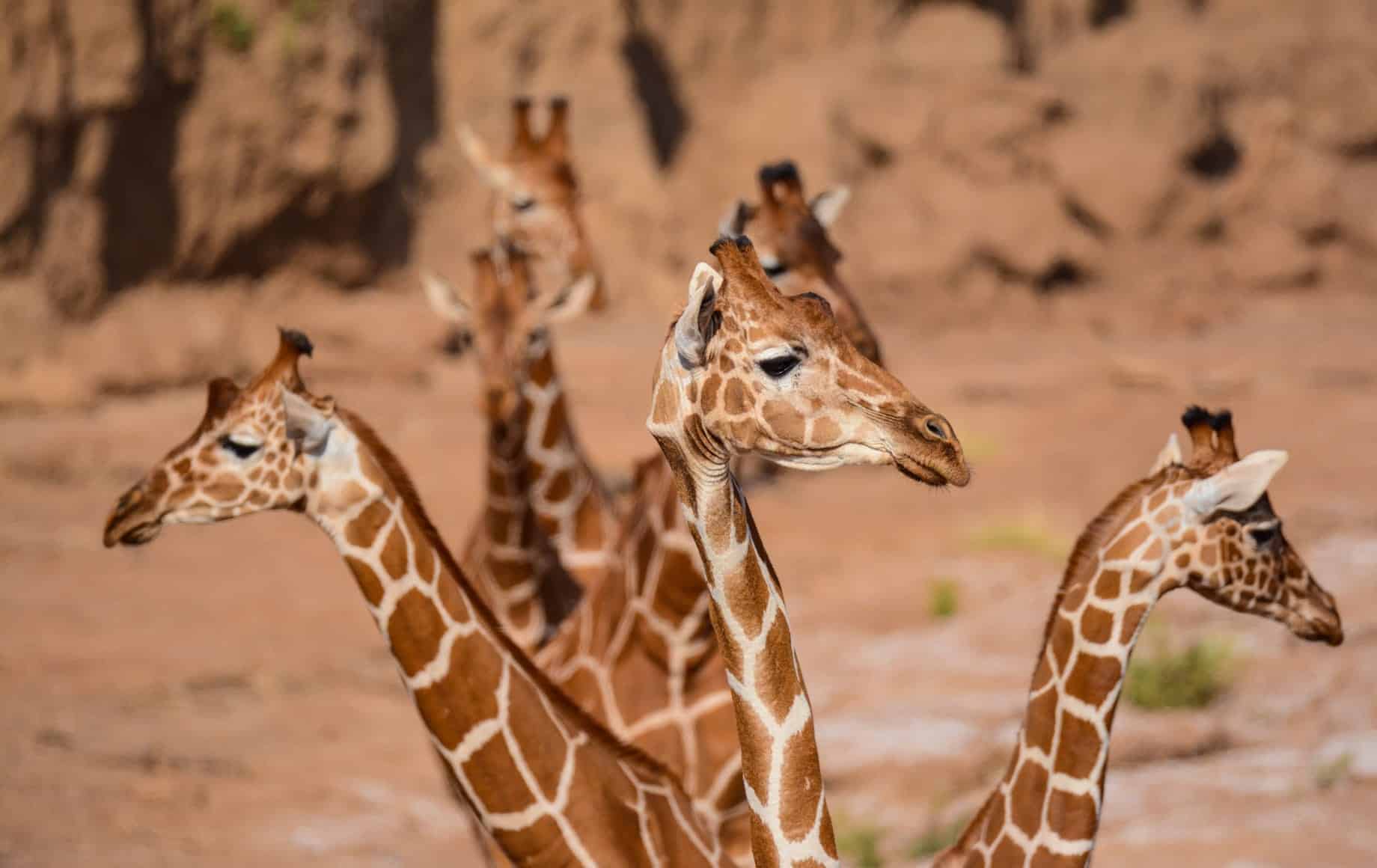 Family of giraffes at Samburu National Reserve