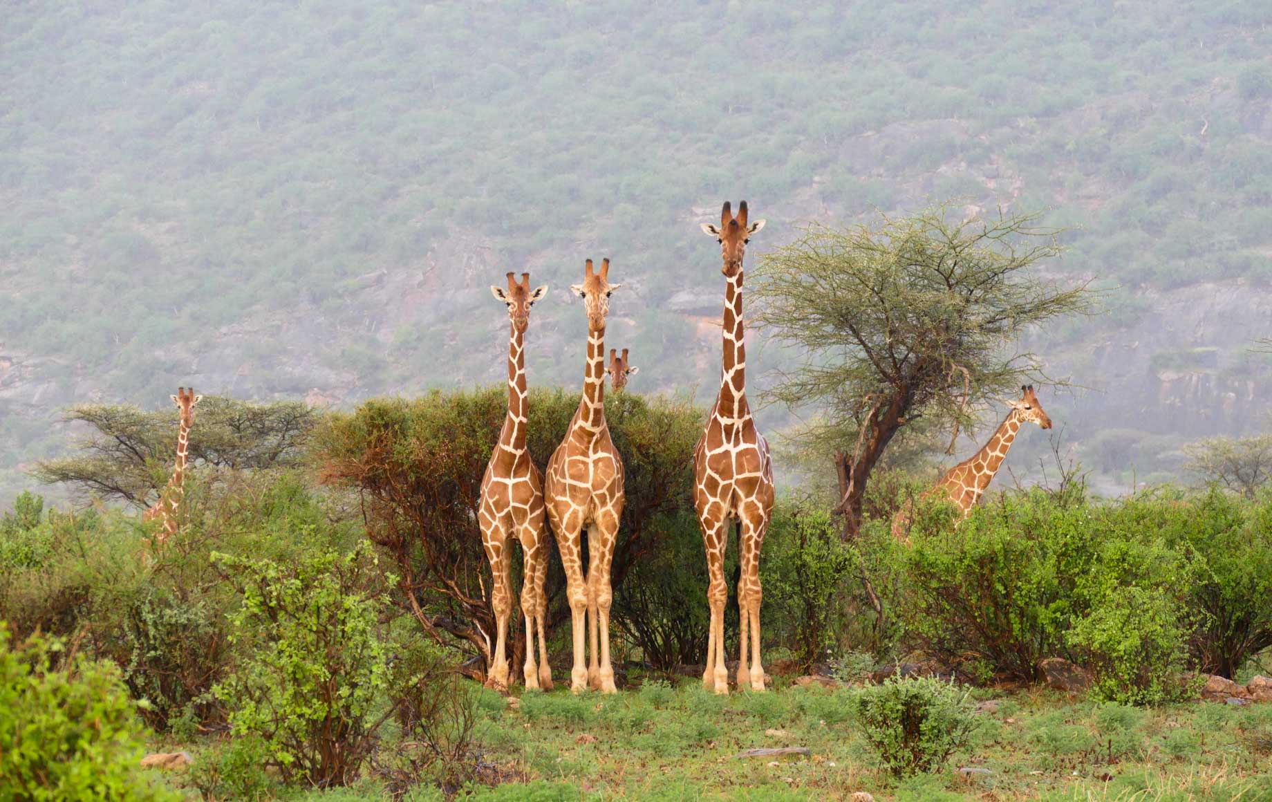 Giraffes at Samburu National Reserve Park