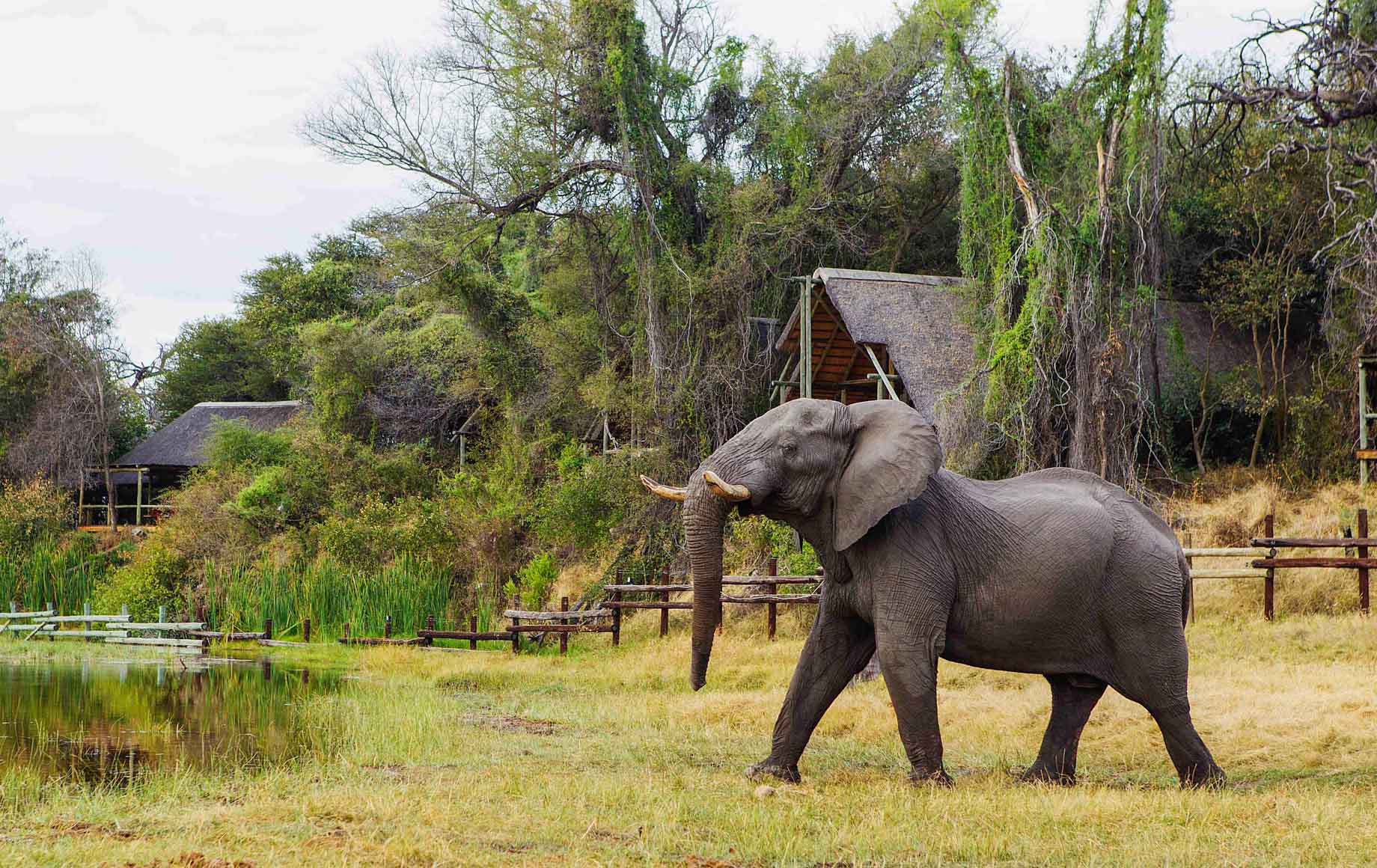 Wild Elephant at Savuti Chobe