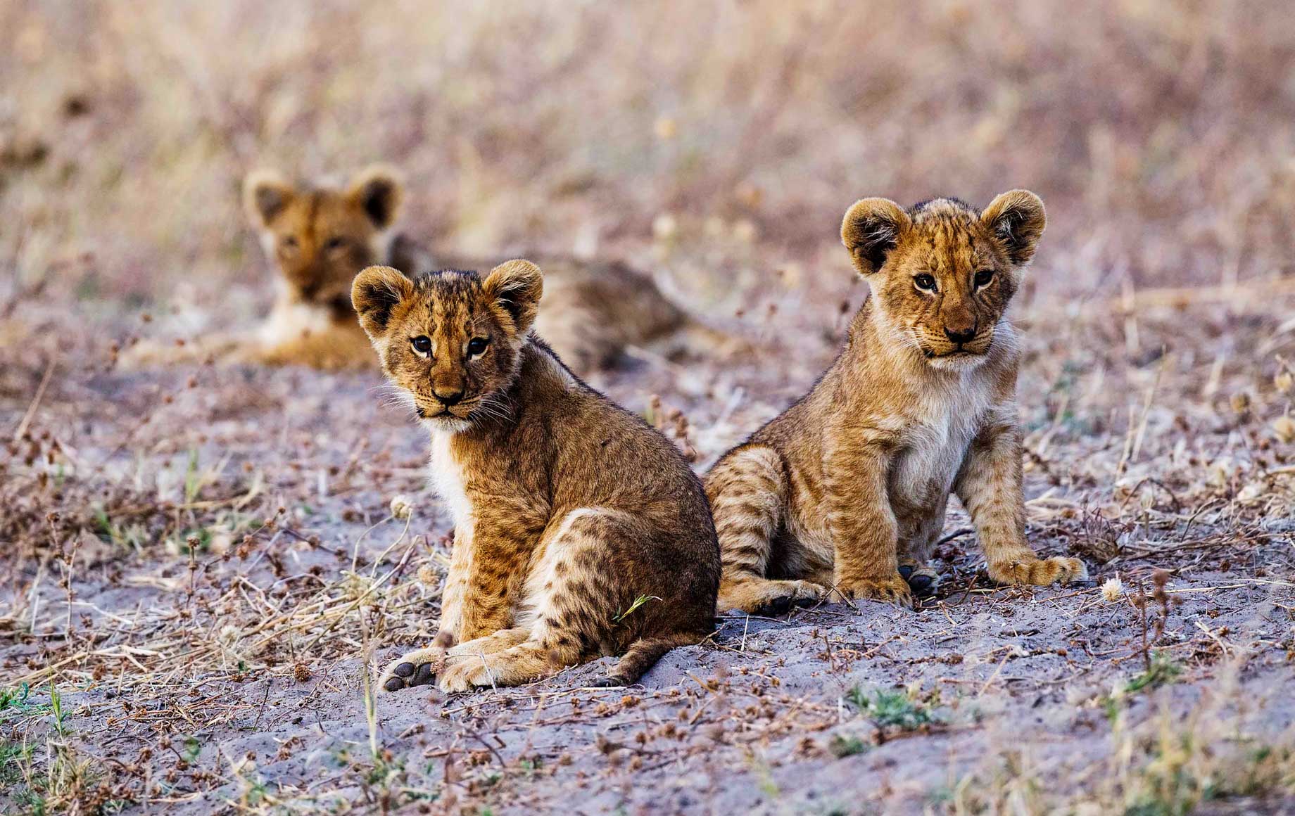 Wild baby tigers at Savuti Chobe