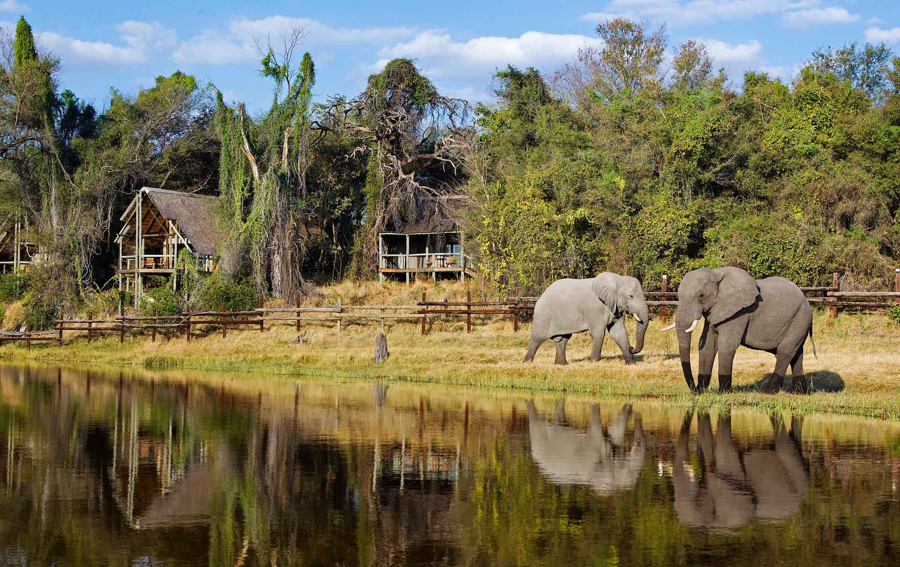 Elephants in peace next to lake at Savuti Chobe African Safari