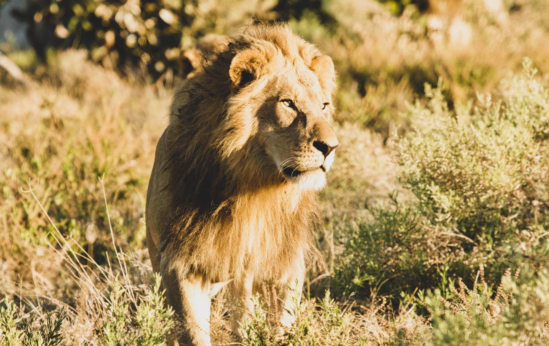 Wild majestic tiger at Savuti Chobe