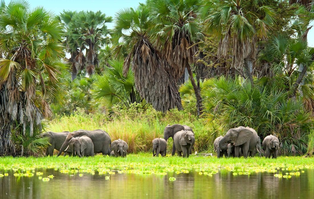 Group of Elephants at Selous and Ruaha Game Reserves