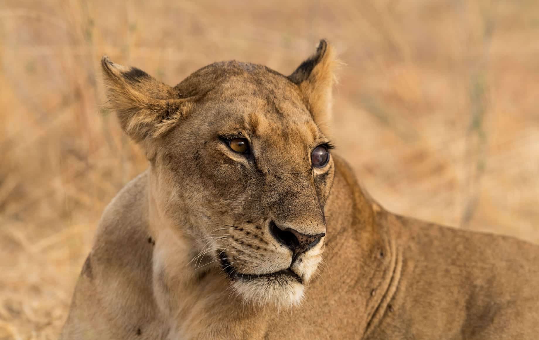 lion on a Selous and Ruha Safari Camps