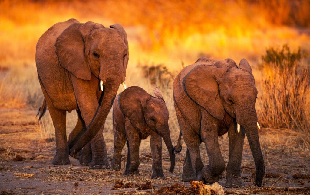 Elephants walking on a Selous and Ruha Safari Camps