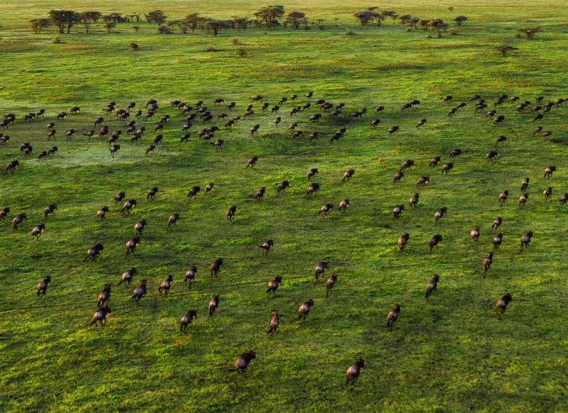 Wildlife at Serengeti national park