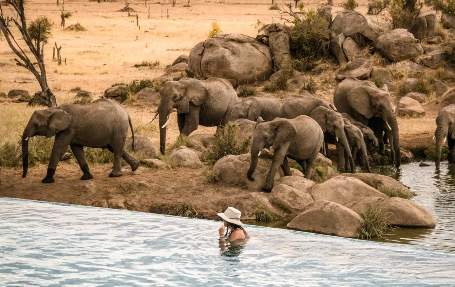 Elephants at Serengeti national park