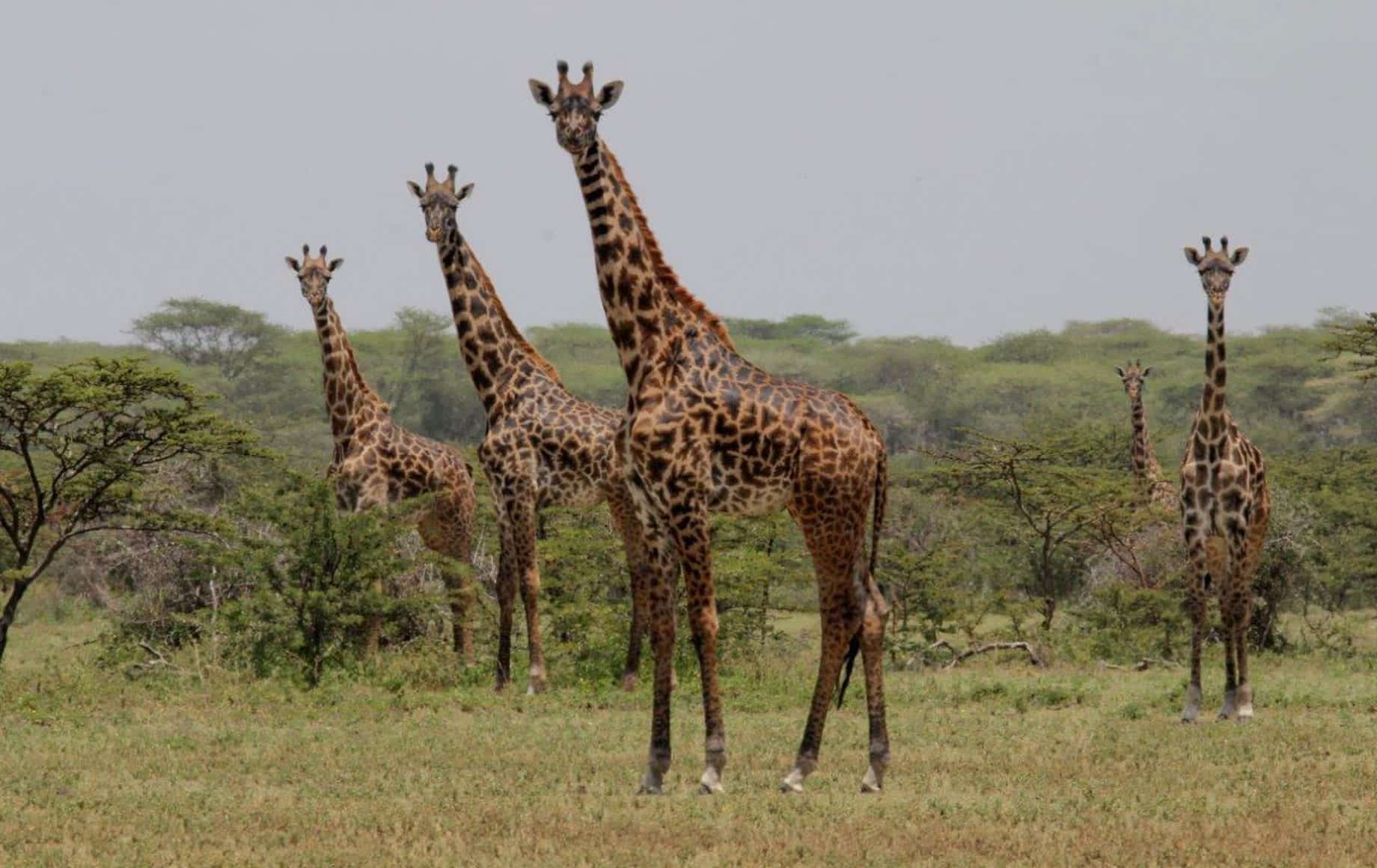 The best places to see giraffes in Africa