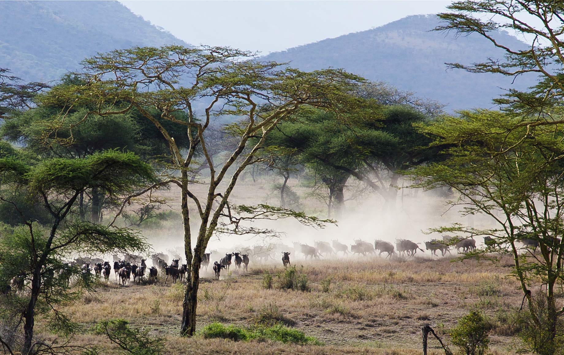 Serengeti safari, Tanzania