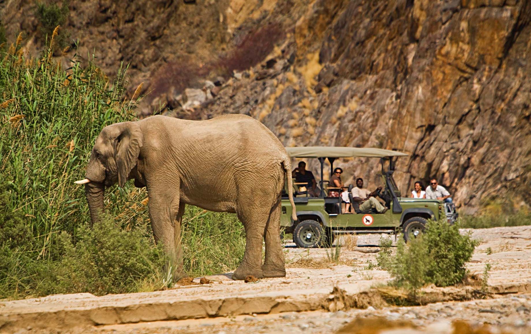 Watching wild elephant eating grass at Skeleton Coast Kaokoveld