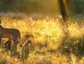 Leopard with kids roaming in African Splendour
