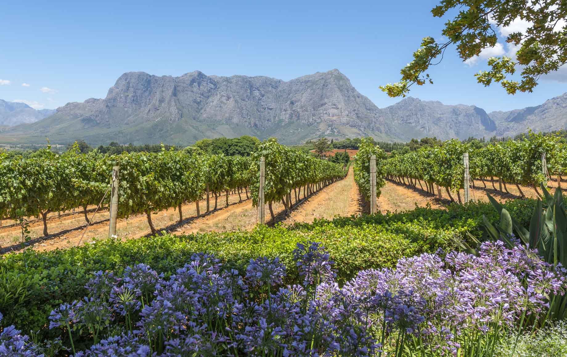 Lavender and farm fields in a sunny day at Cape Winelands