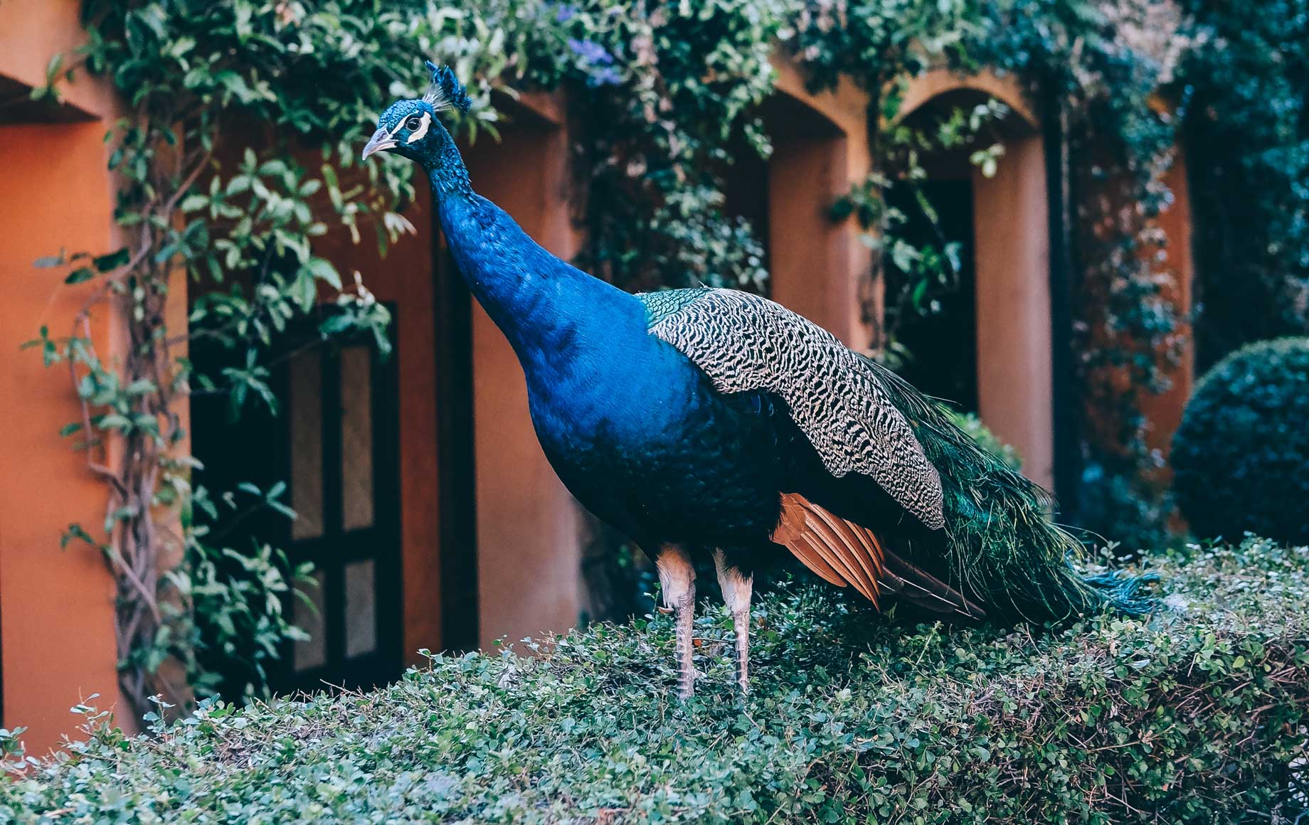 Wild peacock in Cape Winelands