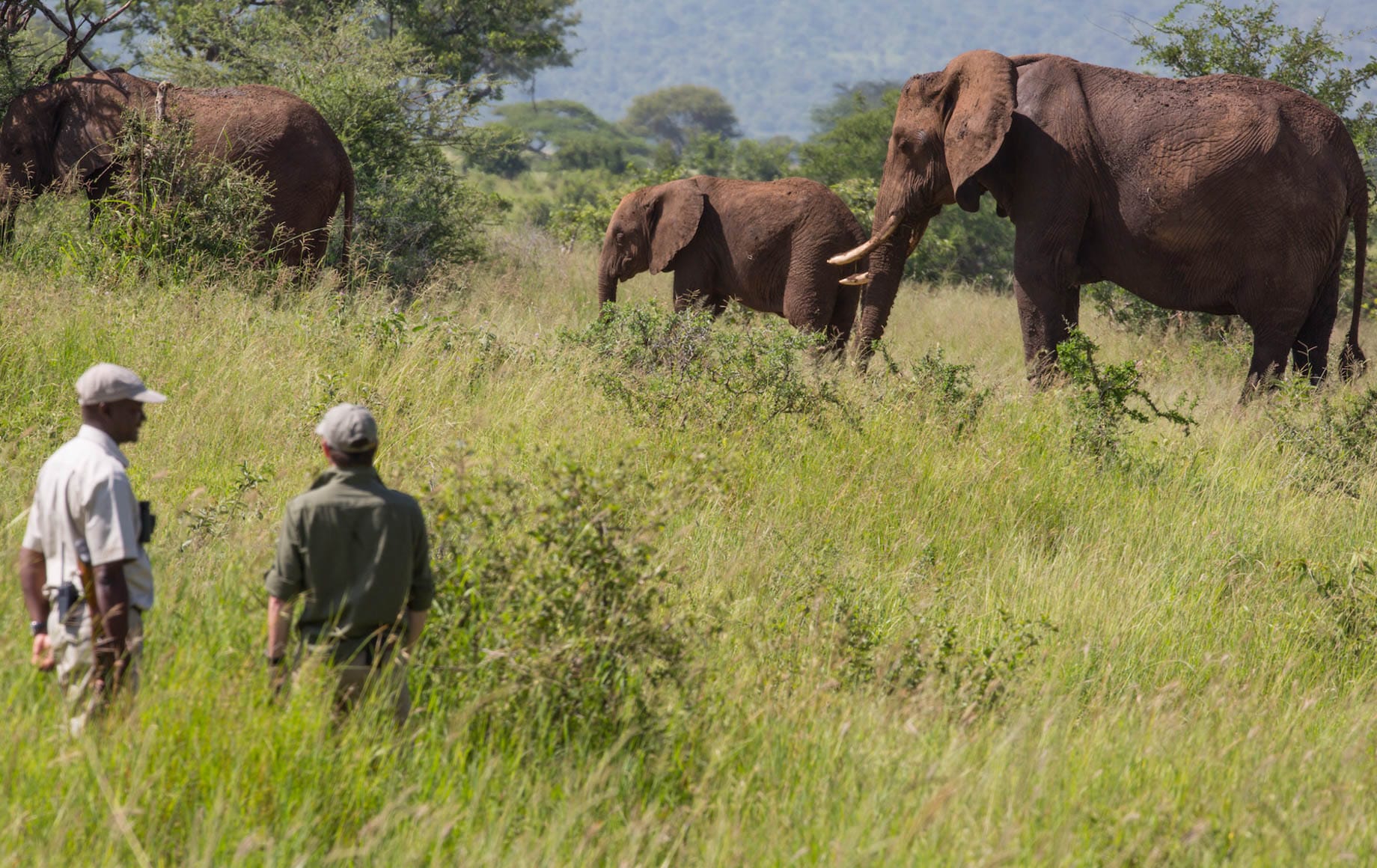 Seeing walking elephants nearby at Tarangire Treetops Lodge