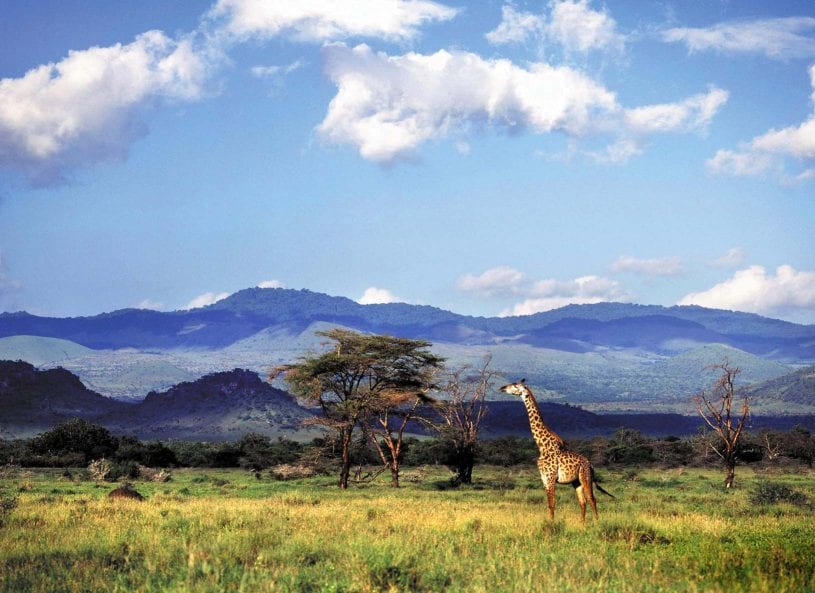 Giraffe at The Chyulu Hills