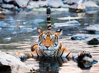 A tiger floating in the water while holding onto a rock with its front paws.
