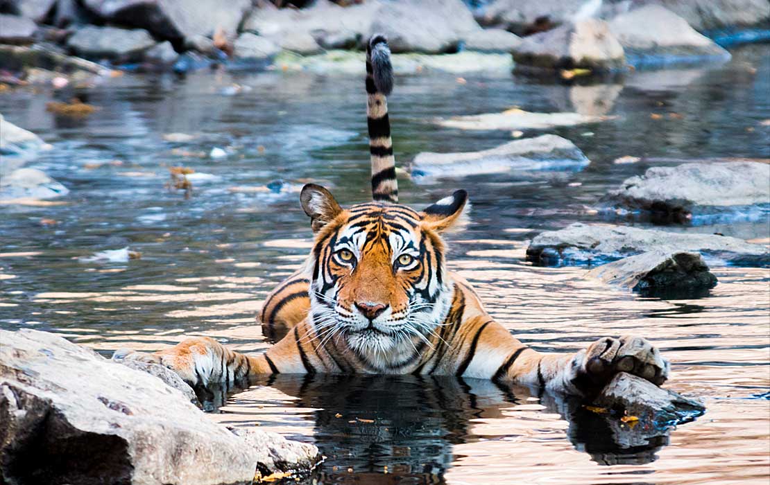 A tiger floating in the water while holding onto a rock with its front paws.