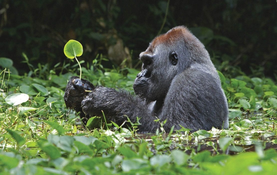 Goriila eating grass in Africa Jungle