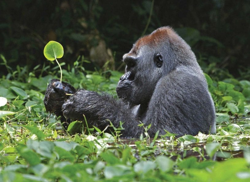 Gorilla eating grass at ​Parc Nacional des Volcans