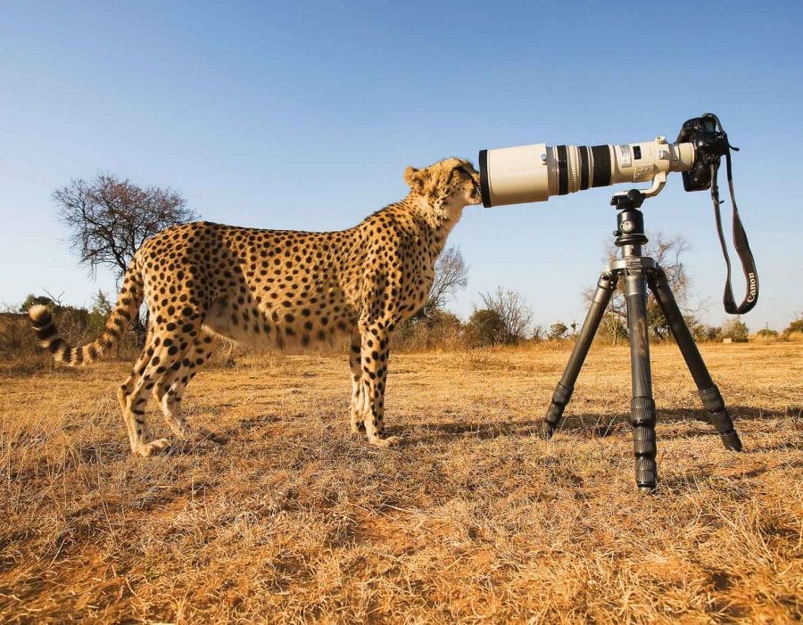 Cheetah & Camera
