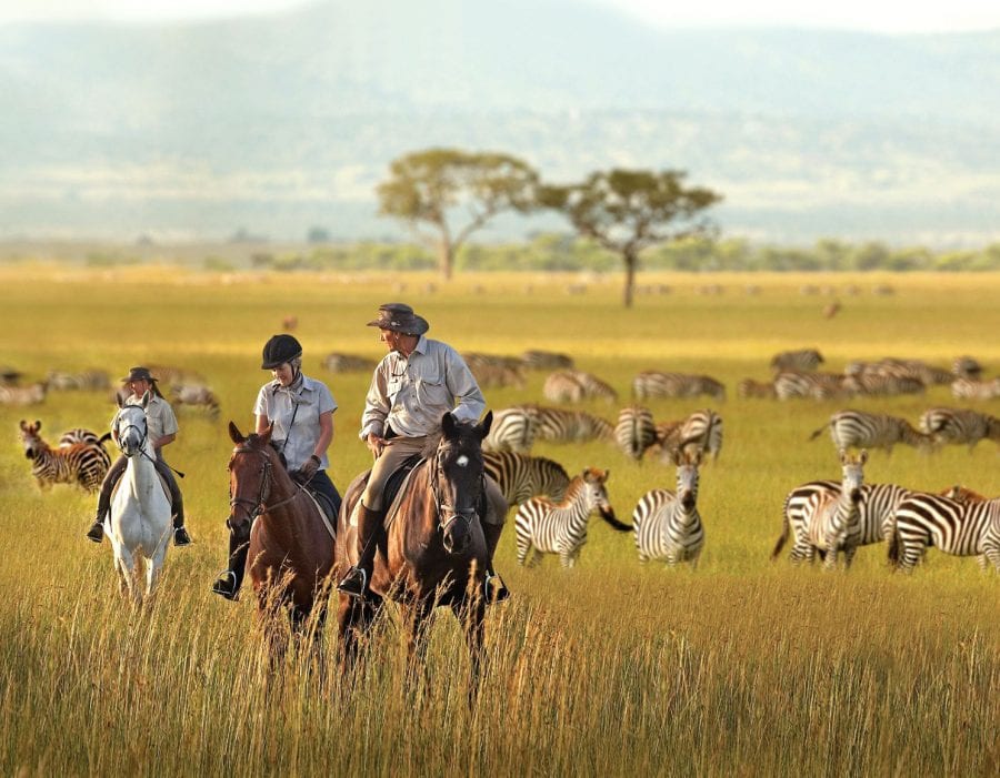 Custom Safari Housebackriding