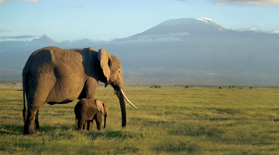 Elephants walking on an African Safari