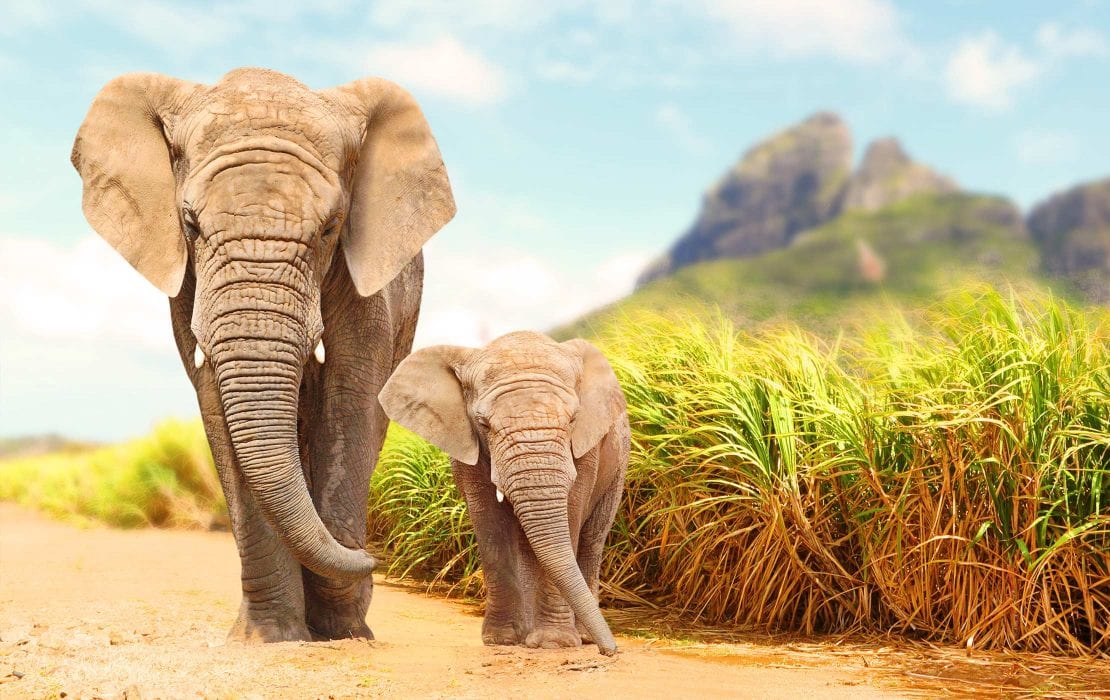 Baby-mother Elephant walking in Kruger