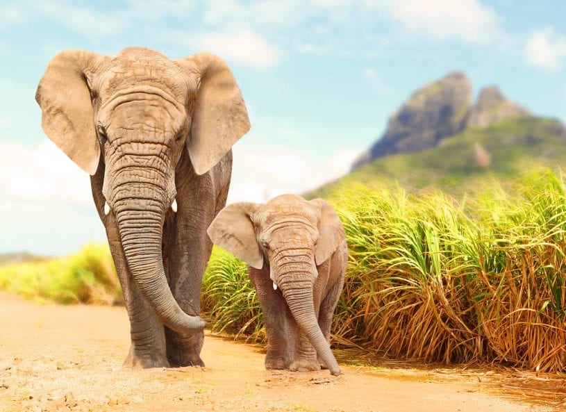 Baby-mother Elephant walking in Kruger