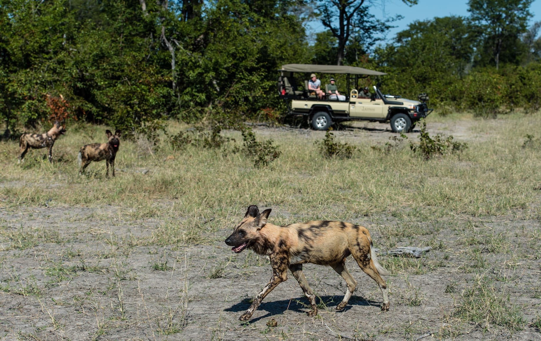 African wild dog at Sable Alley - Okavango Delta, Botswana‎