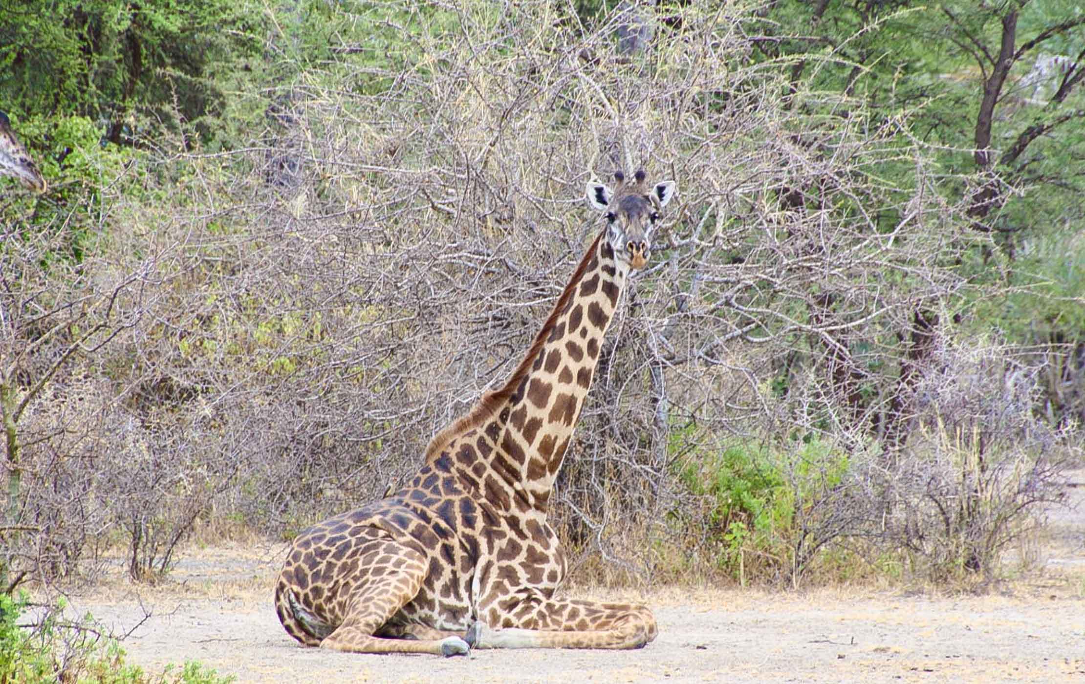 A giraffe sits on the ground