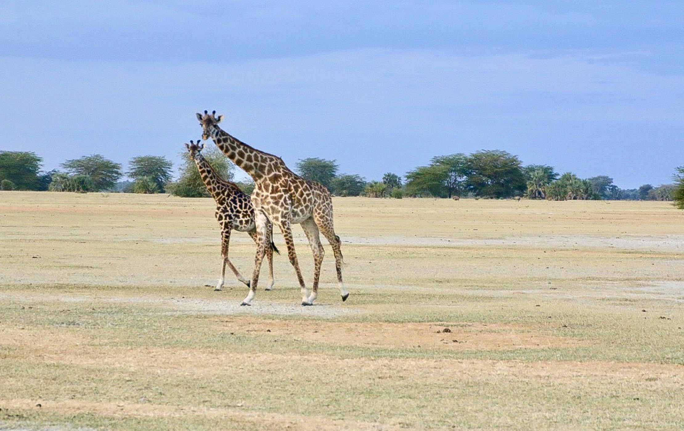 Two giraffes walk through a field