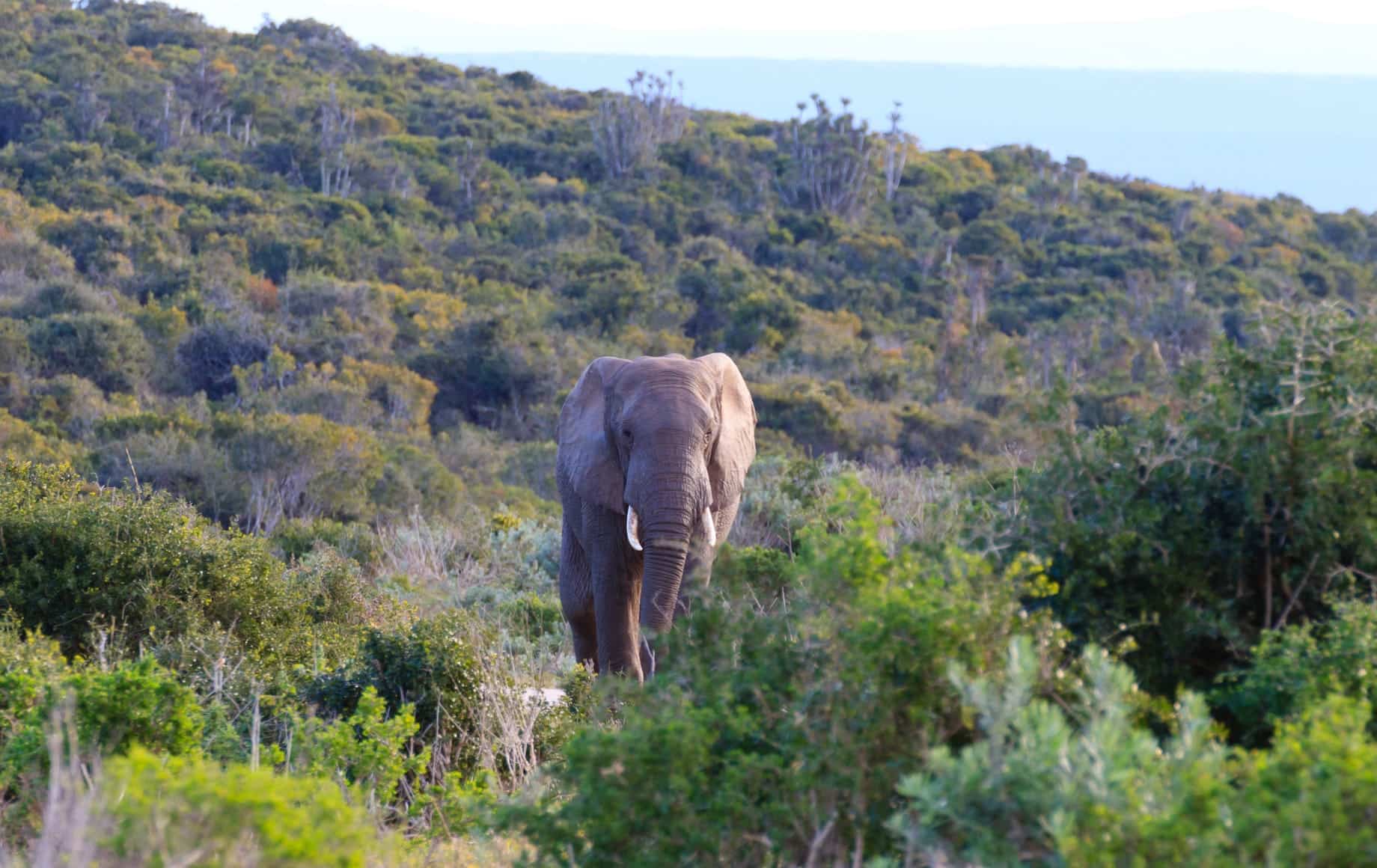 Elephant in Eastern Cape