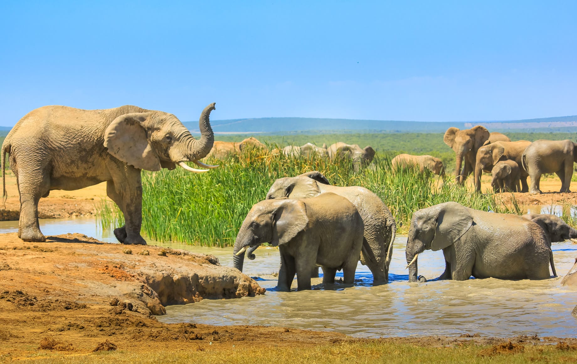 African Elephants at Waterhole Addo Elephant National Park Eastern Cape, South Africa