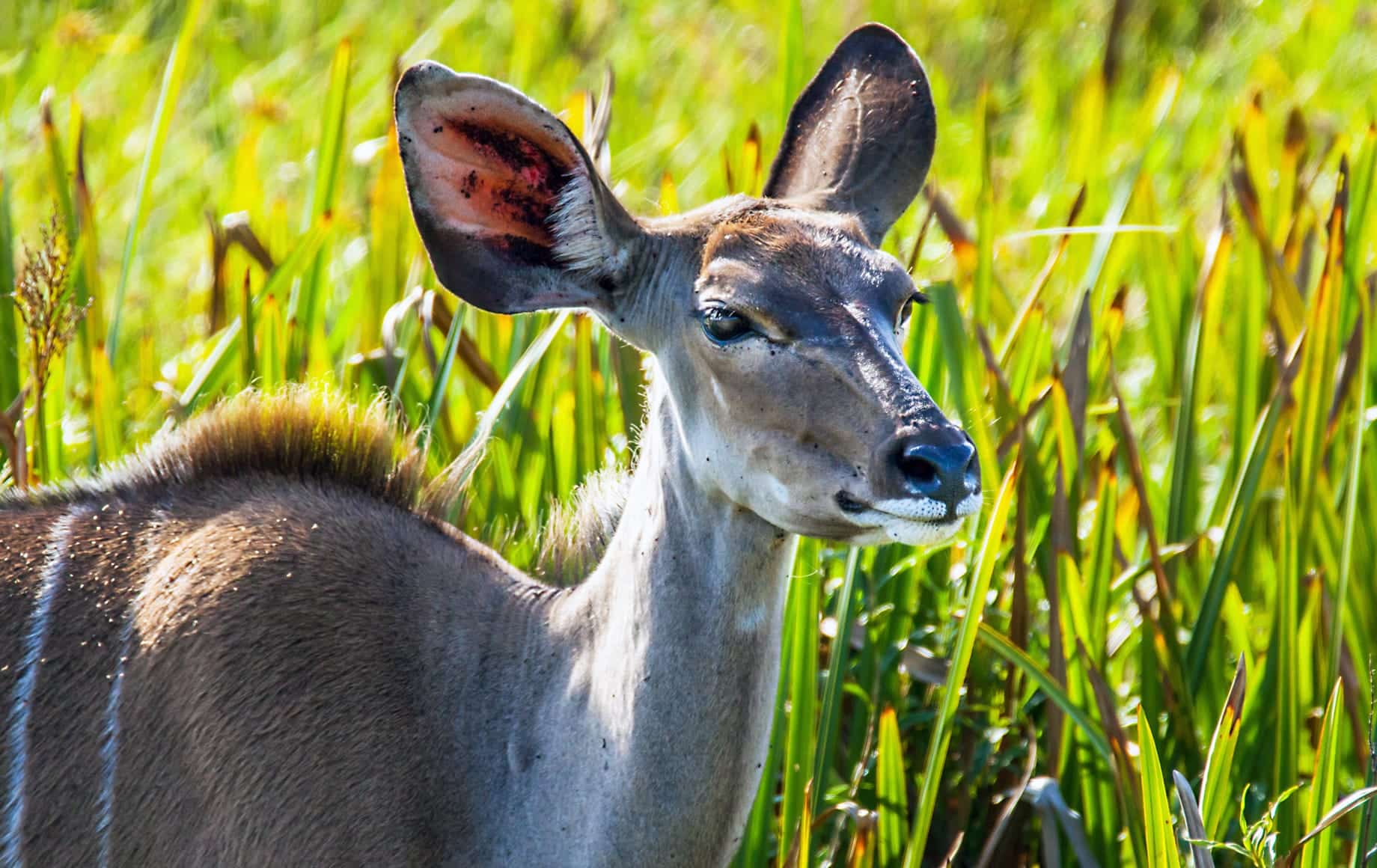 Antelopes in The eastern cape