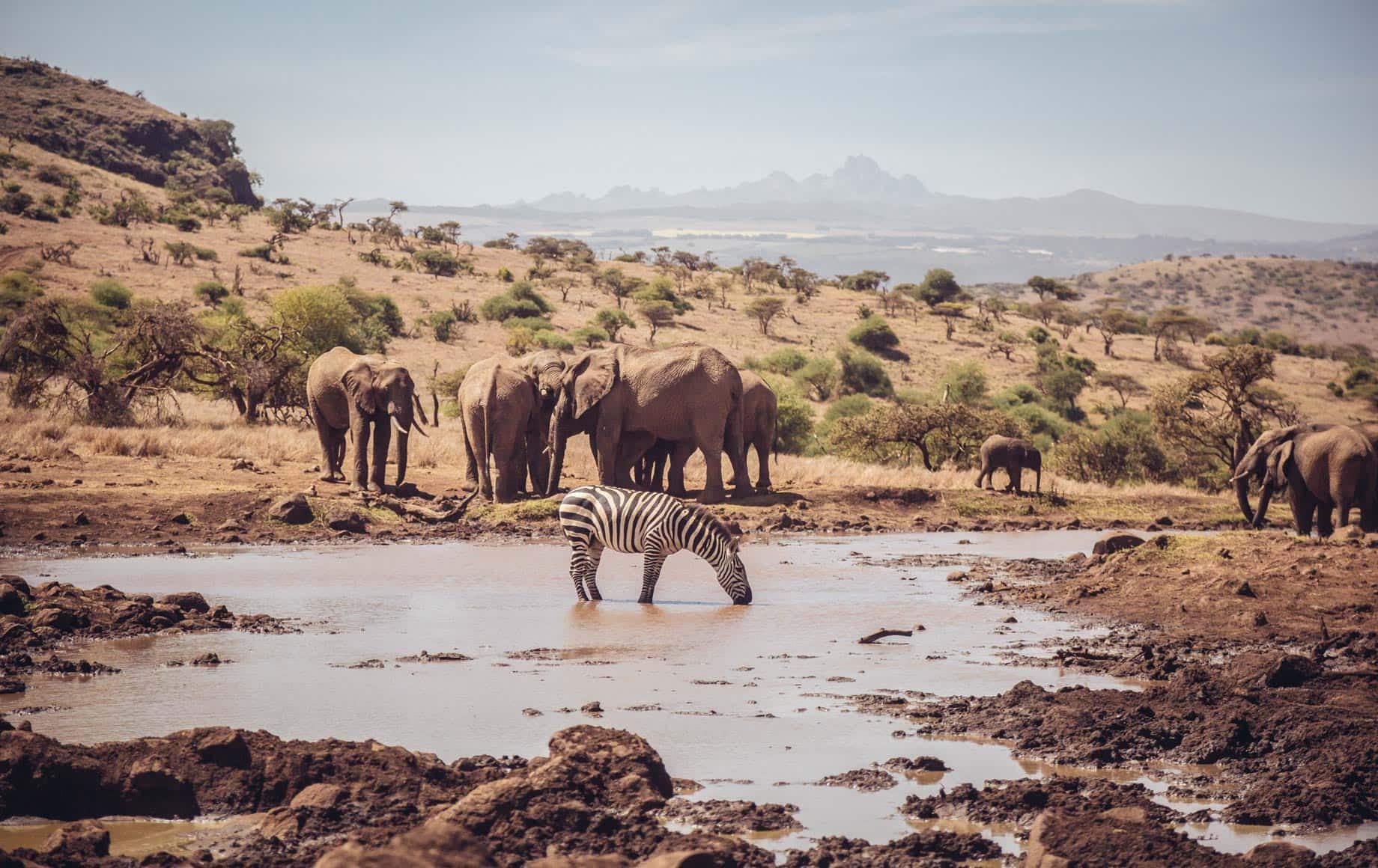 elephants lewa kenya