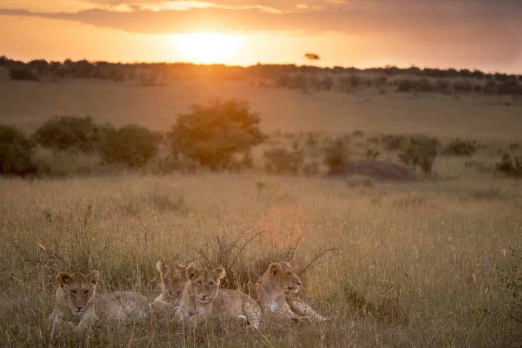 Lions in the grass at sunset