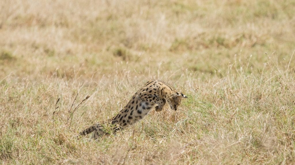 A serval cat pounces in a field