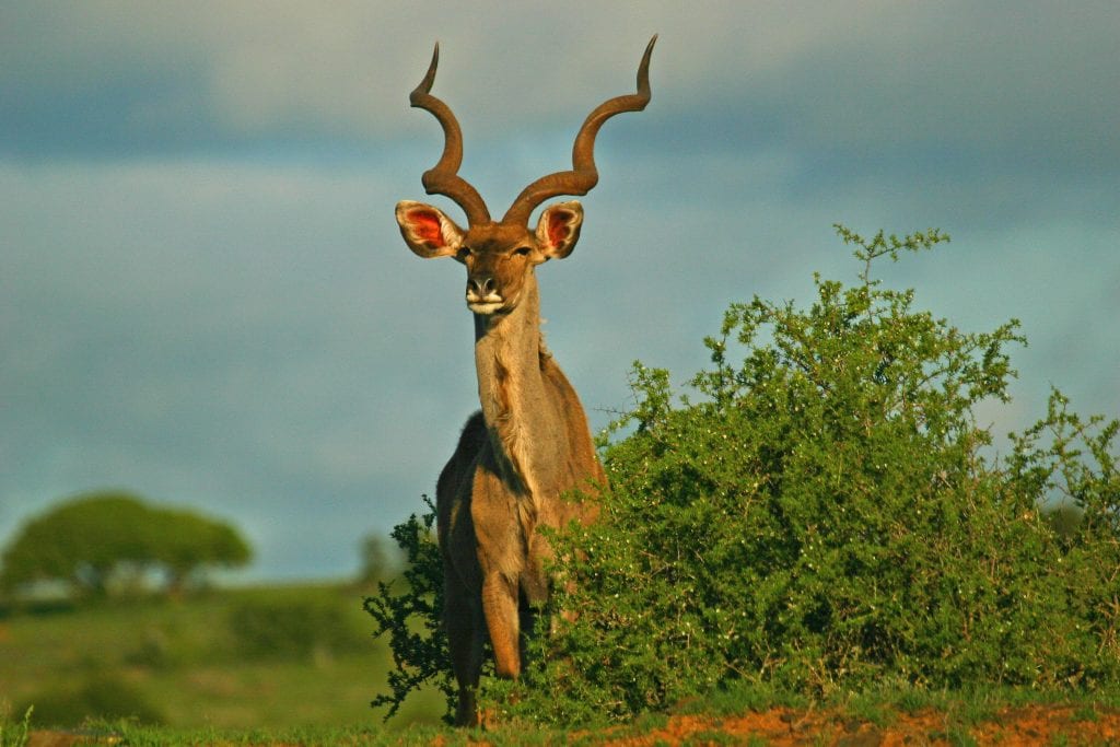 a greater kudu standing in a field