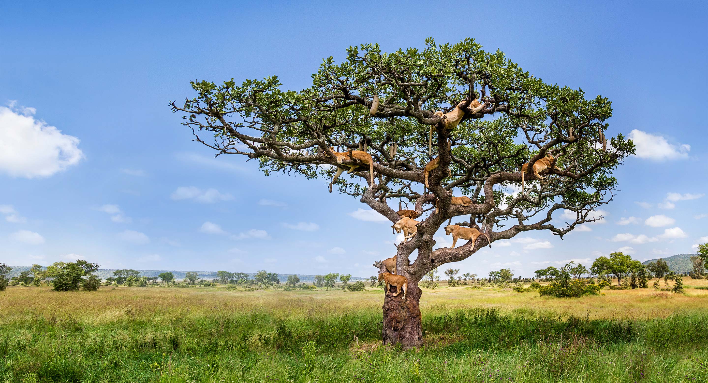 Luxury African Safaris and Tours Voted 1 World's Best Safaris