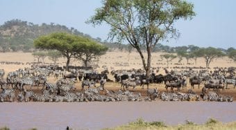 zebras at mara river