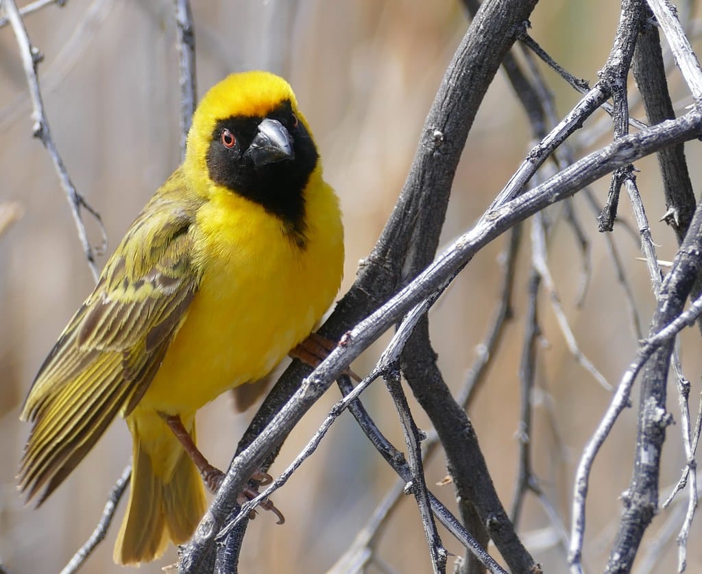 A masked weaver sits on a tree branch