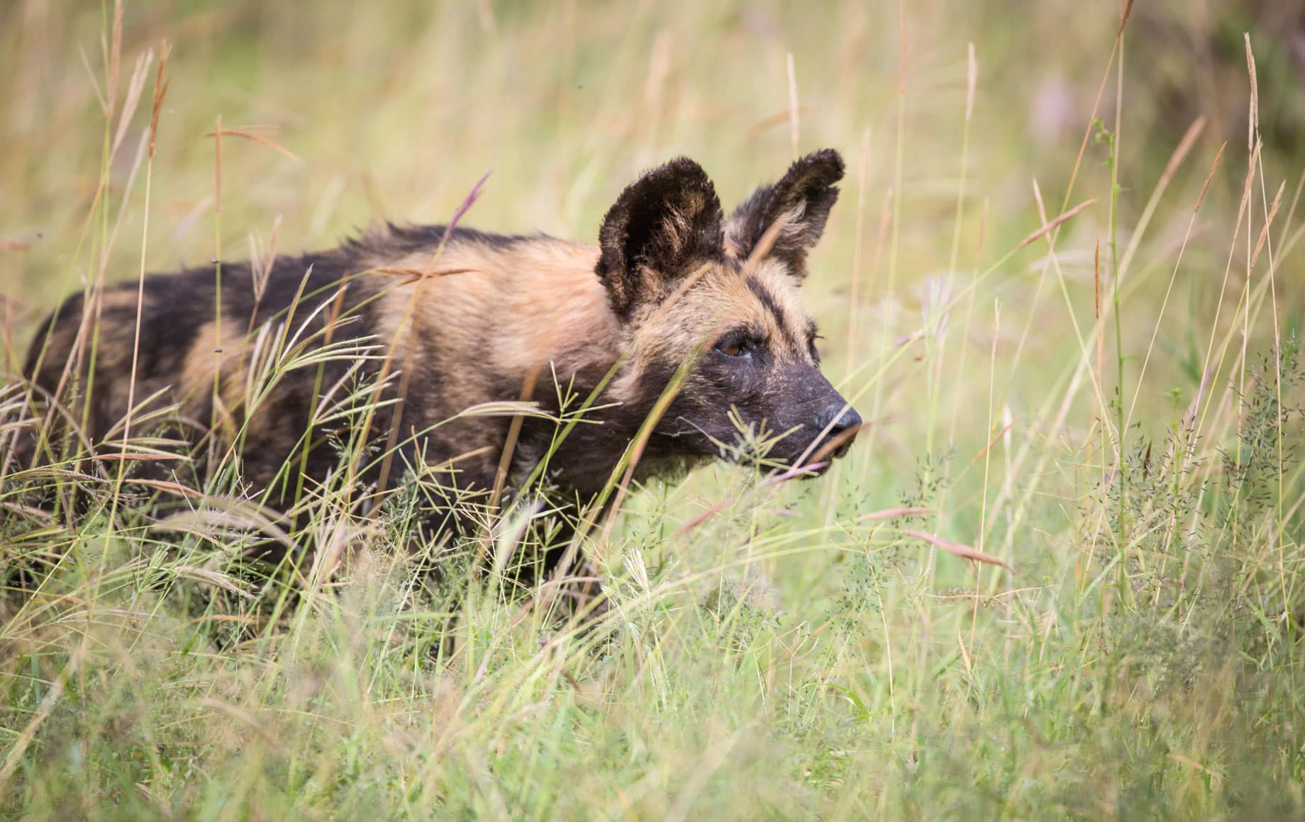 Hyena in Loisaba Conservancy