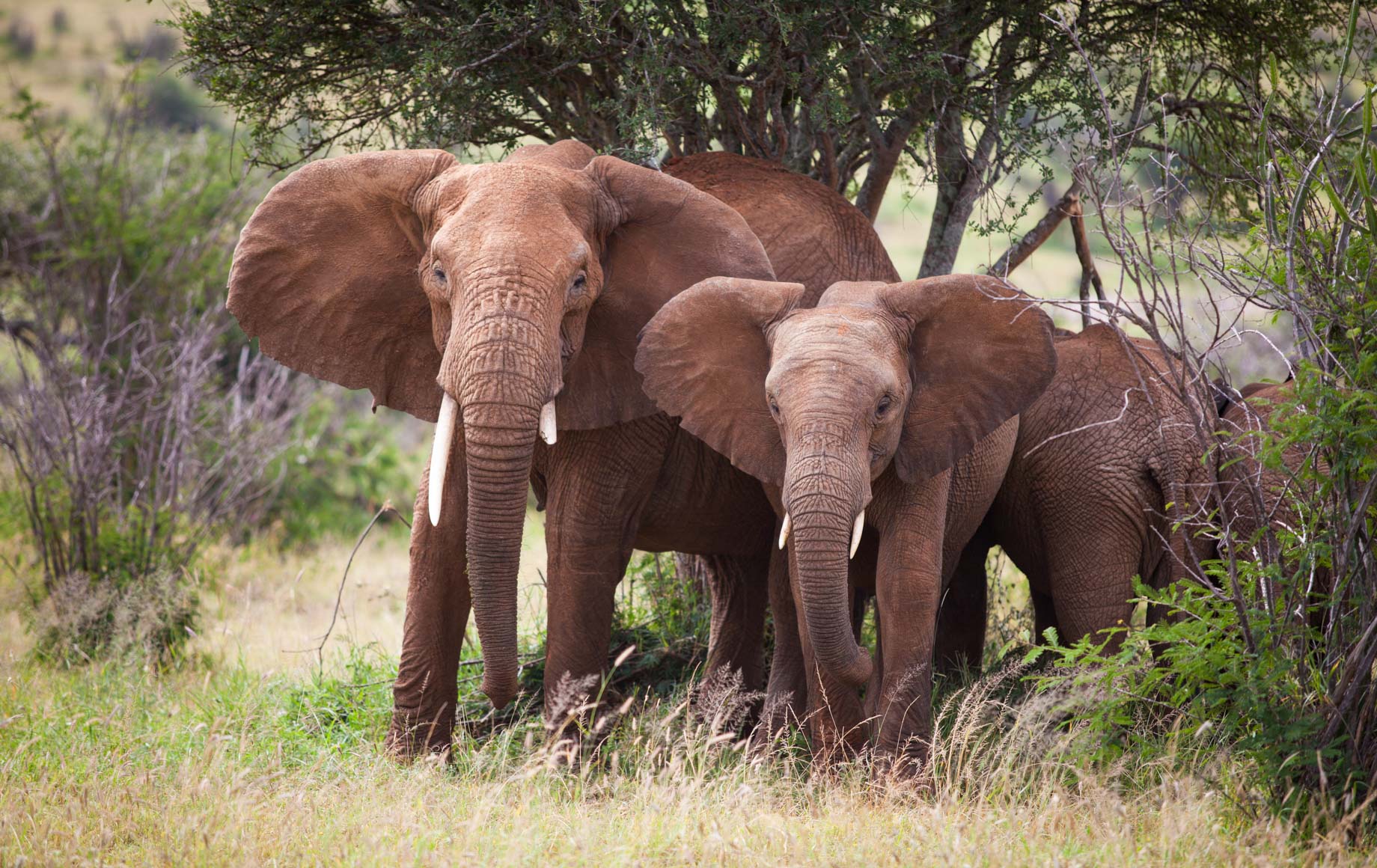 Elephants at Loisaba Conservancy