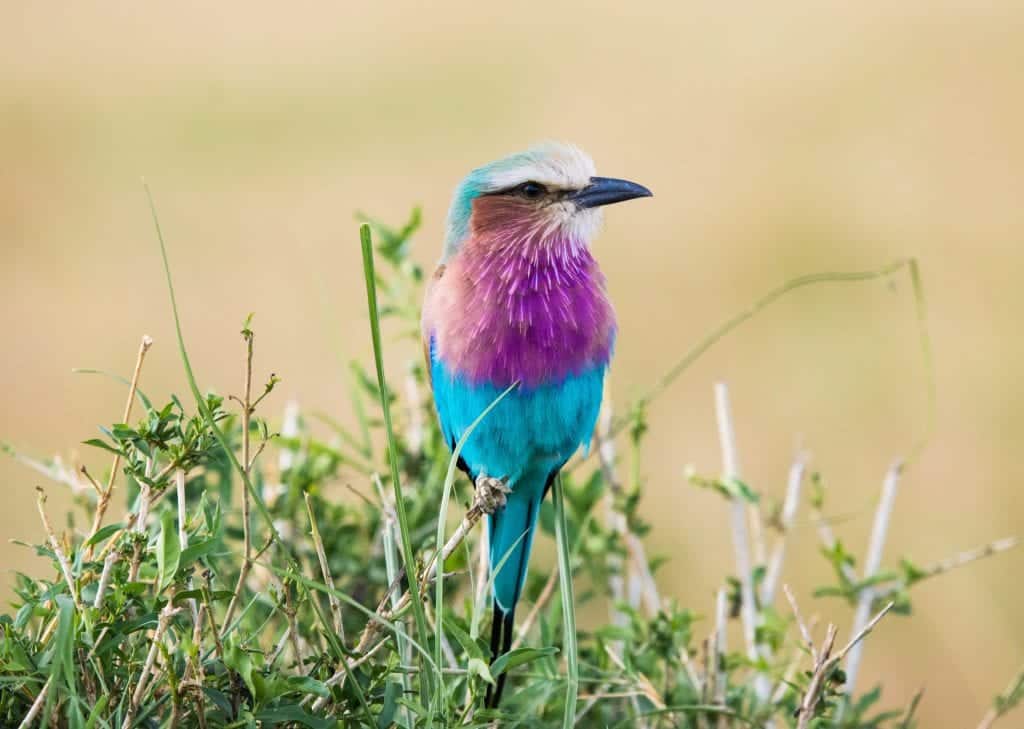 A Lilac-breasted roller sits on a bush